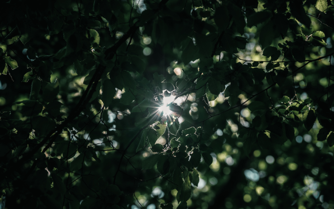 Workshop: Learning design pro lektory učitelů